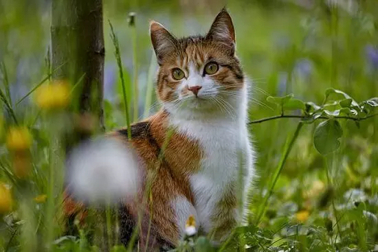 Tiergesundheit - so bleibt die Katze fit und gesund