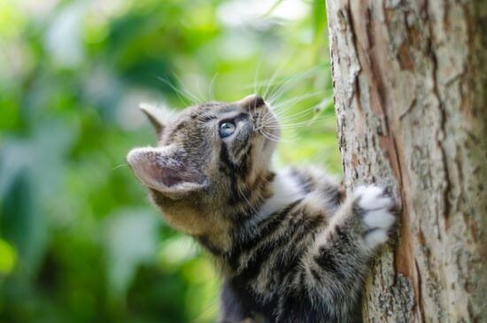Klettern und Spielen sind Abenteuer für Katzen