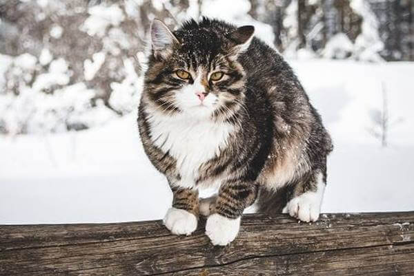 Katzengedicht: Wenn die Tage kürzer werden