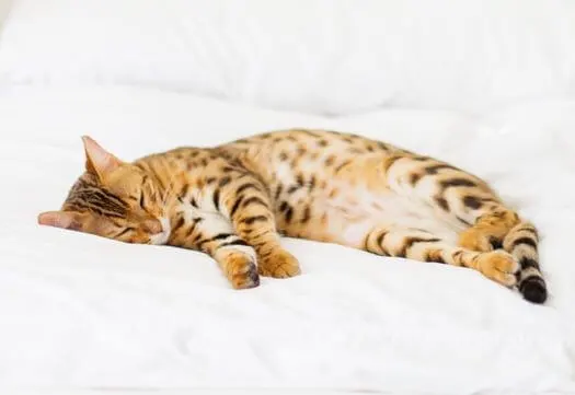 Sterbehilfe bei der Katze