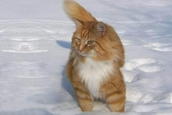 Katzengedicht: Penlelopé, die Schneeprinzessin