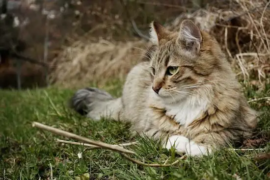 Katze in der Natur