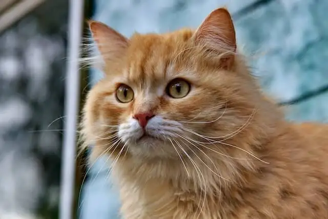 Allergien bei Katzen