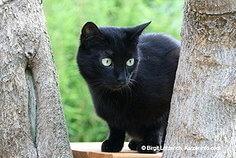 Www Katzeninfo Com Nierenerkrankungen